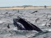 Descripción de las ballenas azules.  ¿Qué come una ballena?  que comen las ballenas