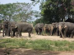 Elefantes em pattaya Aldeia de elefantes em pattaya excursão organizada